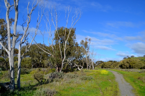 Zdjęcie z Australii - Onkaparinga River National Park