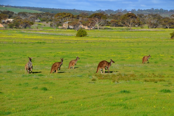 Zdjęcie z Australii - kangury