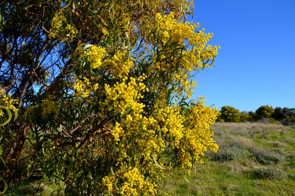 Zdjęcie z Australii - Kwitnie black wattle