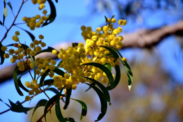 Zdjęcie z Australii - Kwitnie black wattle - zmora alergokow :)