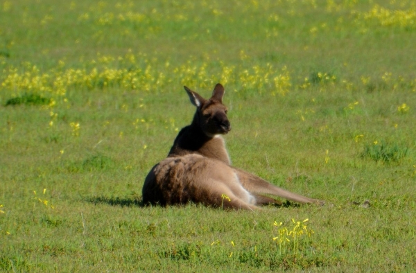 Zdjęcie z Australii - 