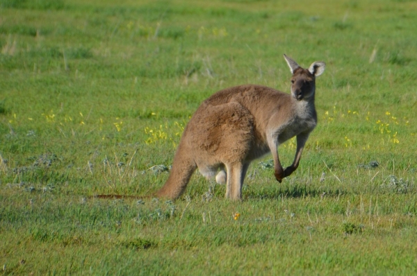 Zdjęcie z Australii - 