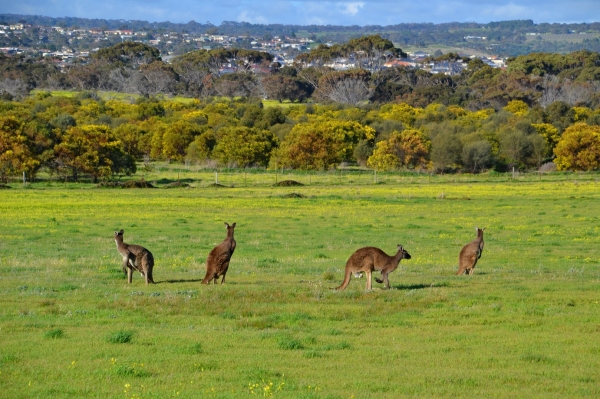 Zdjęcie z Australii - W oddali widac dachy jednego z osiedli Adelajdy