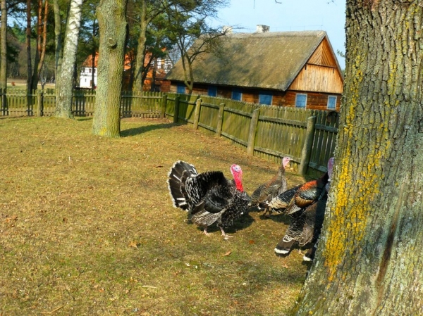 Zdjęcie z Polski - 