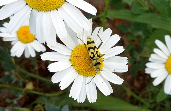 Zdjęcie z Polski - Fauna i flora 