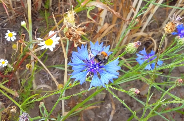Zdjęcie z Polski - Fauna i flora 