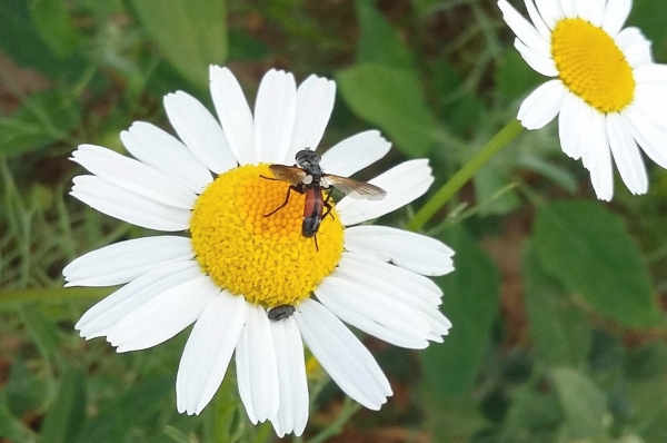 Zdjęcie z Polski - Fauna i flora 