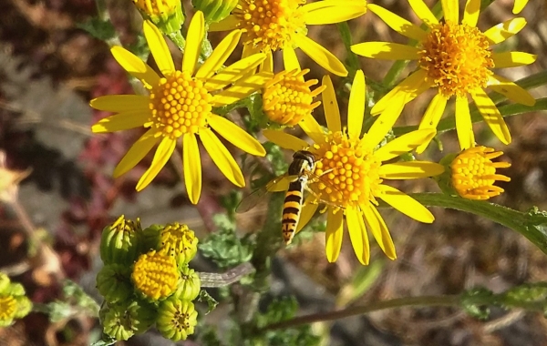 Zdjęcie z Polski - Fauna i flora 