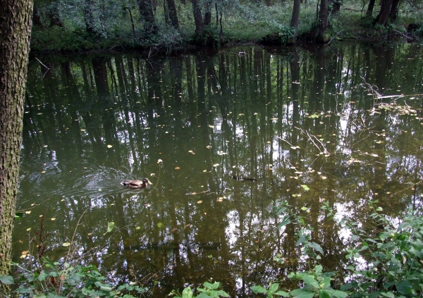 Zdjęcie z Polski - pływają