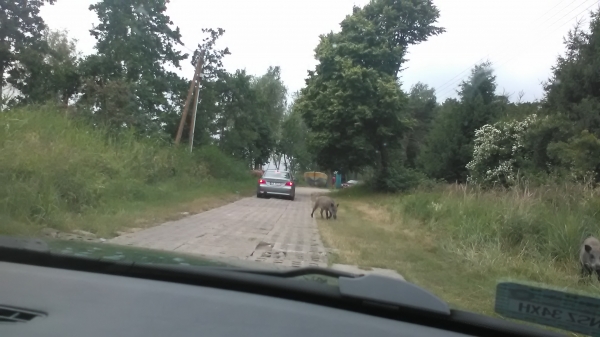 Zdjęcie z Polski - 