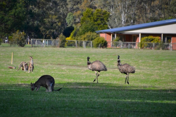 Zdjęcie z Australii - W okolicach naszego osrodka Parkgate Resort w Halls Gap