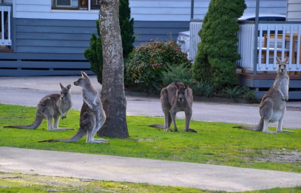 Zdjęcie z Australii - W naszym osrodku Parkgate Resort w Halls Gap