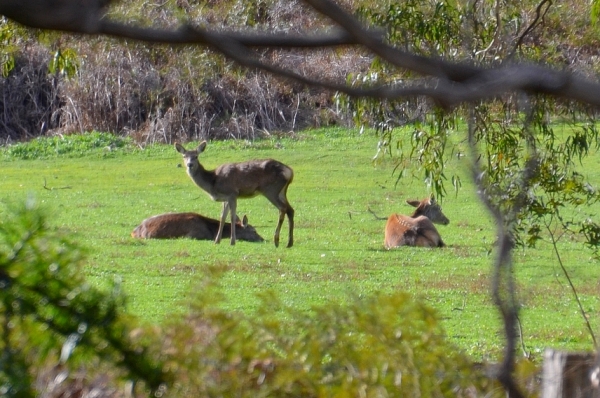 Zdjęcie z Australii - Jelenie na wielkiej polanie za naszym osrodkiem