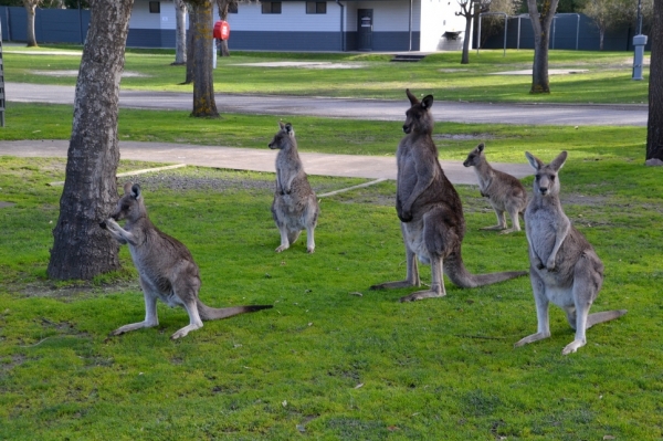 Zdjęcie z Australii - Codzienni goscie osrodka Parkgate Resort