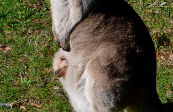 Zdjęcie z Australii - Maly kangurek wyglada na swiat z mamowej torby :)