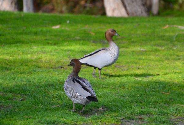 Zdjęcie z Australii - Grzywienki zwyczajne, male australijskie gąski
