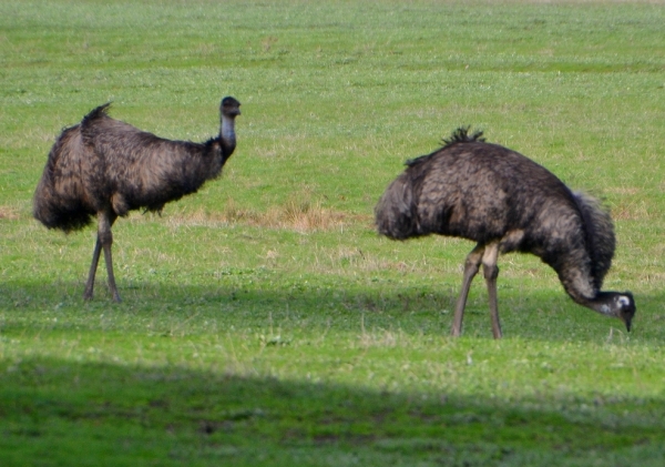 Zdjęcie z Australii - Emu na wielkiej polanie za naszym osrodkiem