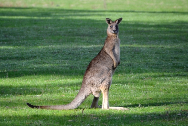 Zdjęcie z Australii - Co sie dzieje? :)