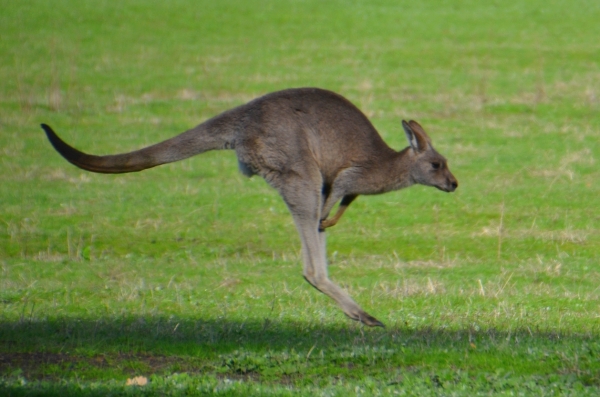 Zdjęcie z Australii - Kangur w takiej pozie jak z godla Australijskich Sil Powietrznych