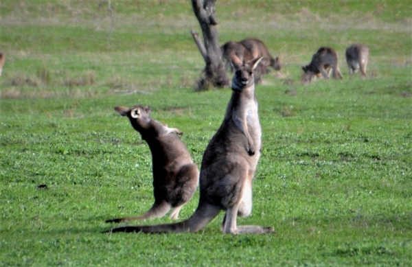 Zdjęcie z Australii - Wyginam smialo cialo :)
