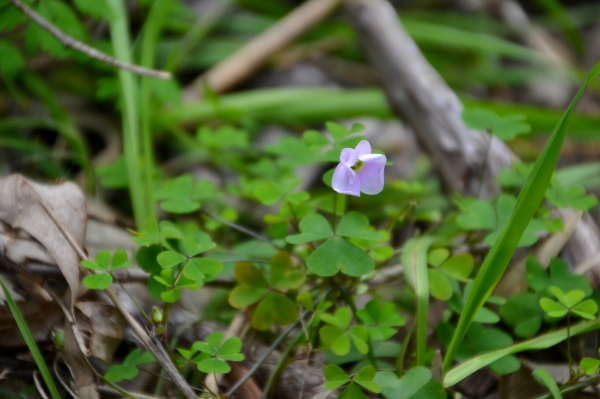 Zdjęcie z Australii - Australijska flora