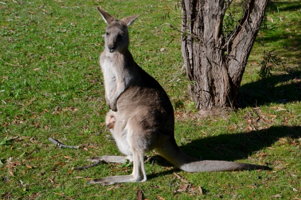 Zdjęcie z Australii - Mama z dzieckiem :)