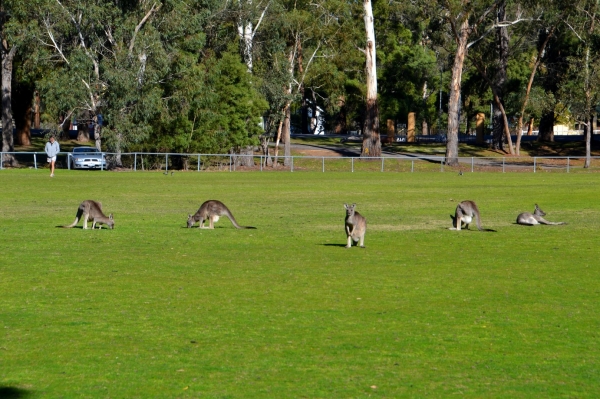 Zdjęcie z Australii - Boisko w Halls Gap.
