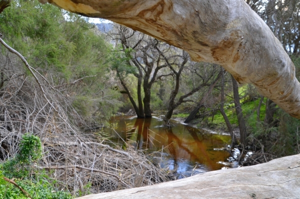 Zdjęcie z Australii - Strumien Fyans Creek