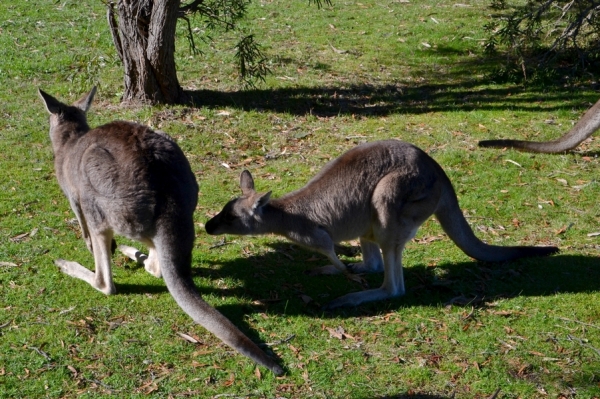 Zdjęcie z Australii - 