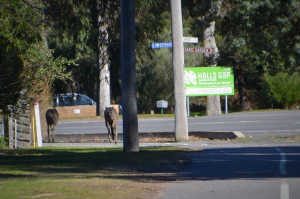 Zdjęcie z Australii - Kangury na ulicy miasteczka Halls Gap