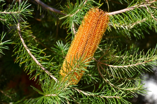 Zdjęcie z Australii - Australijska flora