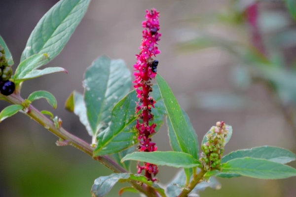 Zdjęcie z Australii - Australijska flora