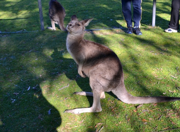 Zdjęcie z Australii - Przed chwila przestalem go glaskac, jeszcze rozanielony :)