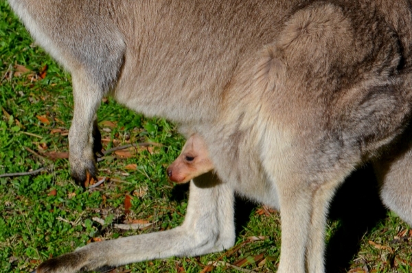 Zdjęcie z Australii - Maly kangurek wyglada na swiat z mamowej torby :)