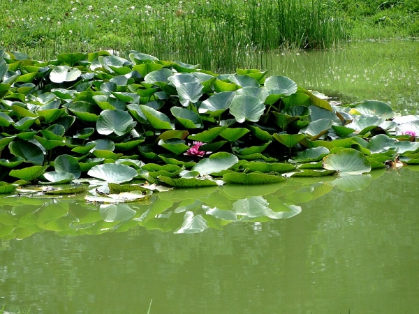 Zdjęcie z Polski - Park w Żelazowej Woli.