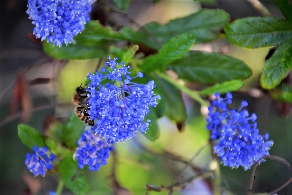 Zdjęcie z Australii - Fauna i flora 