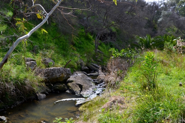 Zdjęcie z Australii - Nad strumieniem Christies Creek