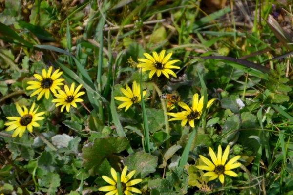 Zdjęcie z Australii - Fauna i flora 