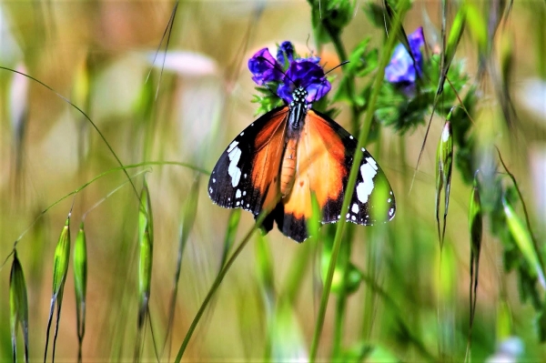 Zdjęcie z Australii - Fauna i flora 