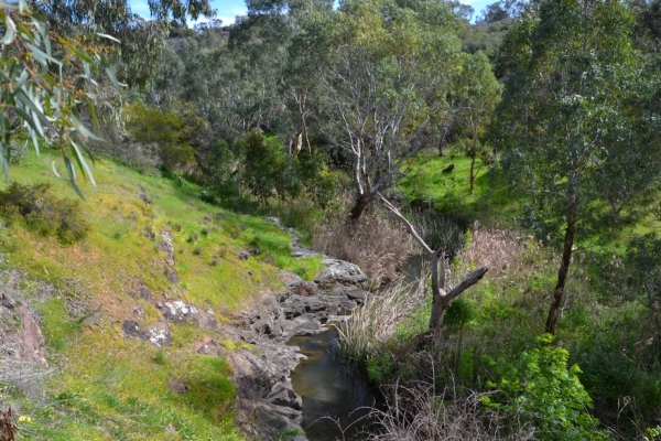Zdjęcie z Australii - Strumien Christies Creek