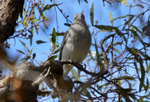 Zdjęcie z Australii - Fletnik szary - pieknie spiewajacy ptak o glosie podobnym do wilgi