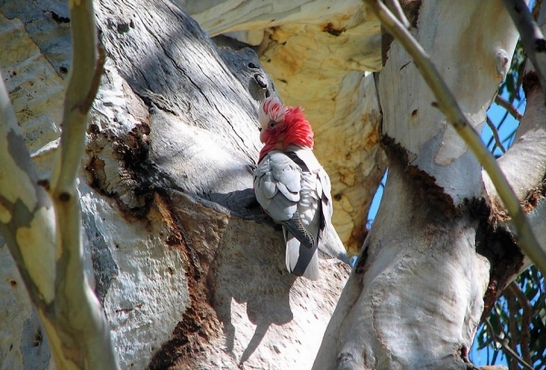 Zdjęcie z Australii - Kakadu różowa