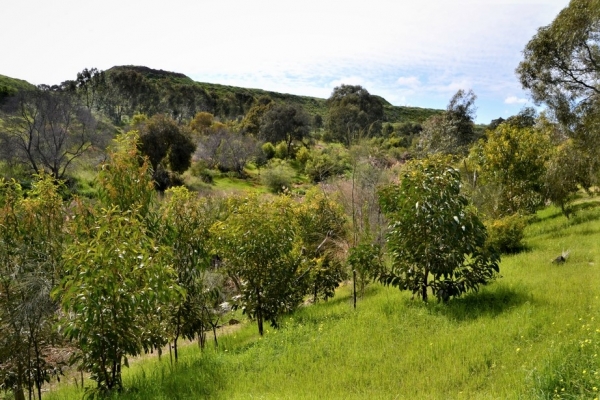 Zdjęcie z Australii - Szlak wzdluz strumienia Christies Creek