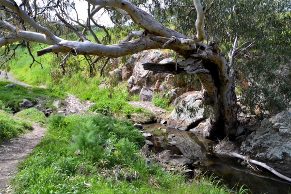 Zdjęcie z Australii - Nad strumieniem Christies Creek