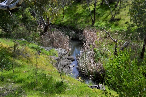 Zdjęcie z Australii - Strumien Christies Creek