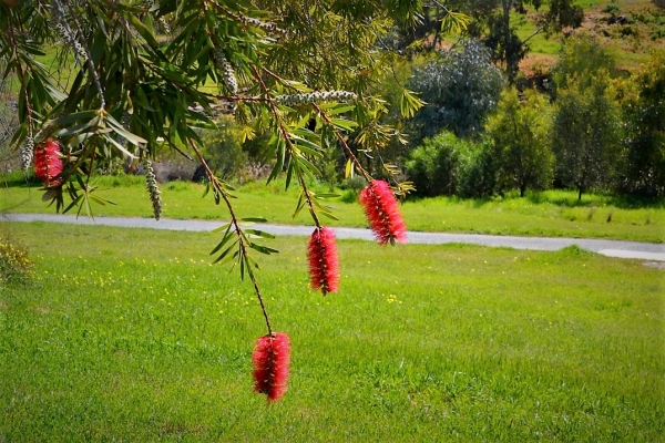 Zdjęcie z Australii - Szlak wzdluz strumienia Christies Creek