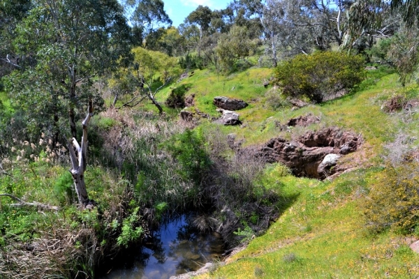 Zdjęcie z Australii - Strumien Christies Creek