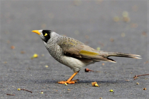 Zdjęcie z Australii - Miodożer maskowy czyli noisy miner na naszej ulicy