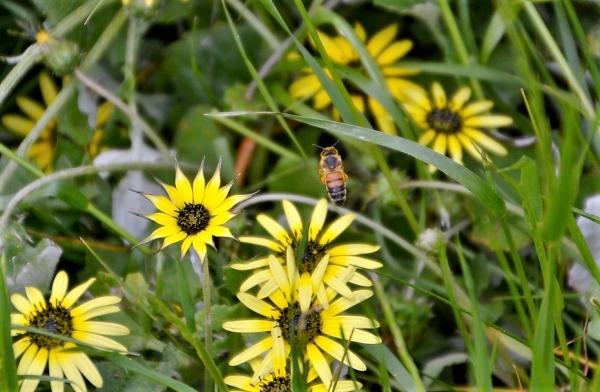 Zdjęcie z Australii - Fauna i flora 