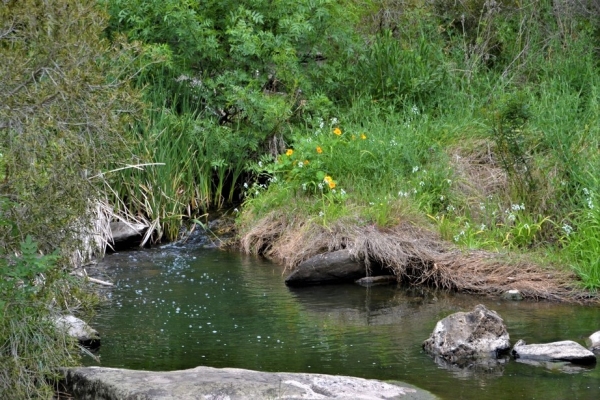Zdjęcie z Australii - Rzeka Warri Parri czyli Sturt River